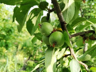 Unripe apple, small green apple. Apple tree and small apples.