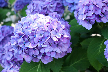 アジサイ 紫陽花 あじさい 美しい 可憐 綺麗 梅雨 鮮やか 紫 パープル かわいい さわやか 光