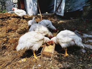 Eating white chickens. Poultry. Small animals in the garden.