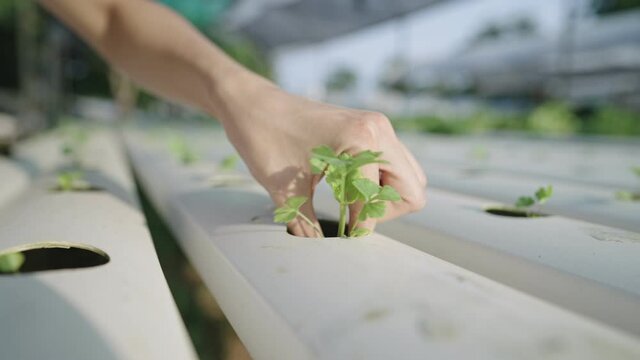 Female farmer hand pulling off a young celery seedling from hydroponic growing system  pipe, sponge seedling germination, hand showing a healthy plant root, hydroponic farming for commercial