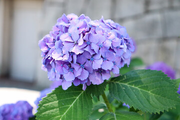 紫陽花 アジサイ あじさい 紫 パープル 綺麗 美しい 落ち着いた 鮮やか グリーン 梅雨 6月