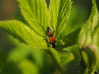 Close up of a orange and black bug on a leaf - Stenurella bifasciata