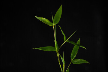 isolated green bamboo (Phyllostachys bissettii) with white filtered light on a black background