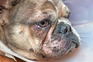 Injured dog eye with stitches on lower eyelid on merle French Bulldog with protective cone