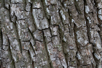 Fototapeta premium oak bark, wooden background