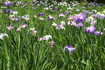 Obraz na płótnie Canvas 菖蒲 花菖蒲 しょうぶ 紫 グリーン 鮮やか 美しい 可憐 綺麗 かわいい さわやか あやめ 6月