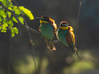 European bee-eater ( Merops apiaster ) is sitting on a twig