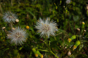 isolated thistle seed heads with a natural dark green background