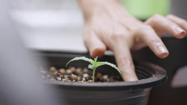 Female hand taking care of little cannabis plant in organic soil pot, ganja marijuana young leaf, cultivation process inside planting pot, thc cbd for medical purpose, growing soil cultivated plant