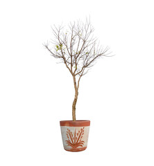 Obraz premium tree isolated on white