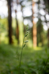 grass in the forest