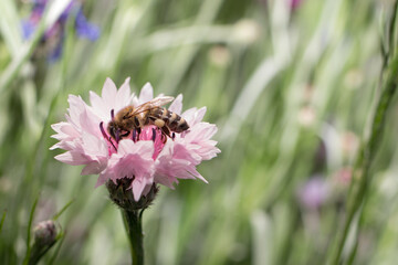 A honey bee collects nectar, pollen from a pink cornflower flower, space for text. Disappearance of bees, pollination plants and the extraction honey