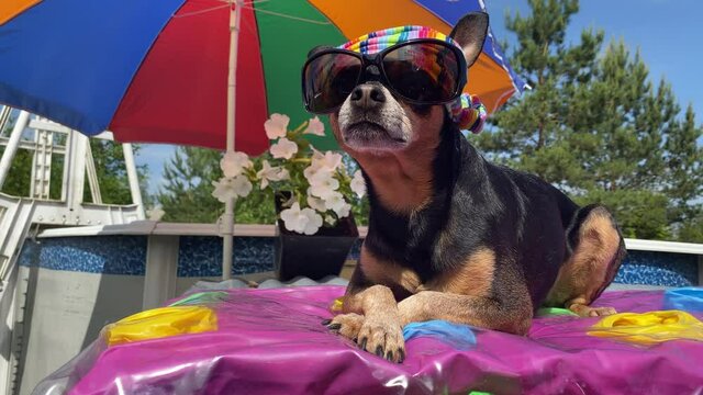 Stylish dog in sunglasses is relaxing in the sun under an umbrella by the pool in flowers. Pet enjoys a summer day, smiles, looks at the camera