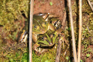 Edible frog in a biotope