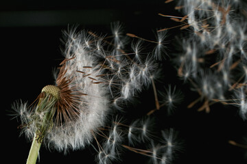 Macro Shot of Dandelion Seeds Being Blown isolated on Black Background - obrazy, fototapety, plakaty