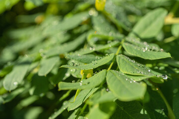 Dew on green leaves of acacia. Natural, green background, there is a place for text Close-up