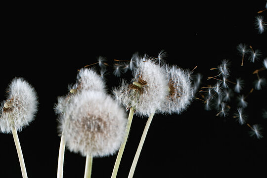 Macro Shot of Dandelion Seeds Being Blown isolated on Black Background