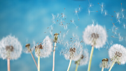 Macro Shot of Dandelion Seeds Being Blown isolated on Blue Background