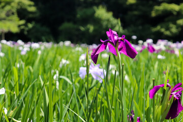 花 菖蒲 花菖蒲 しょうぶ 紫 グリーン 鮮やか 美しい 可憐 さわやか アヤメ 5月 6月 群生