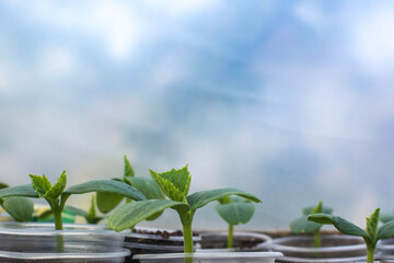 Plant seedlings