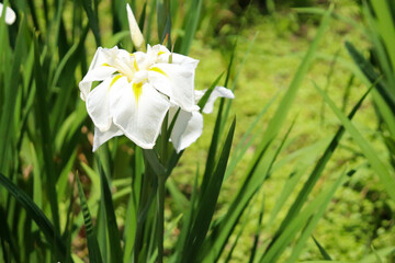 花 菖蒲 花菖蒲 あやめ 白い グリーン 明るい かわいい 美しい きれい 可憐 日本 梅雨