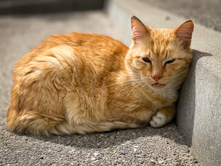 Cute ginger cat sleeping on the street near the curb on the pavement. 