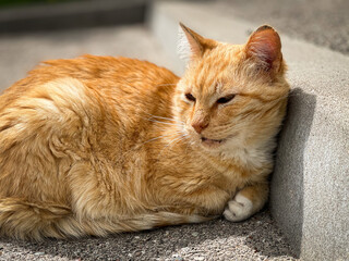 Cute ginger cat sleeping on the street near the curb on the pavement. 