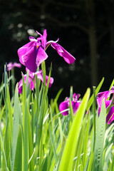 花 菖蒲 花菖蒲 紫 グリーン しょうぶ あやめ 花びら 梅雨 鮮やか 美しい 綺麗 落ち着いた 和風