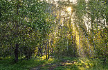 Nice sunny morning. The rays of the sun play in the branches of the trees. Nice walk in nature.