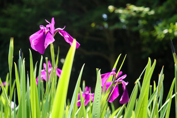 花 菖蒲 花菖蒲 紫 グリーン しょうぶ あやめ 和風 綺麗 美しい 鮮やか 梅雨 落ち着いた 花びら