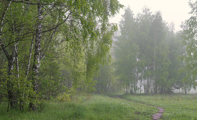 Cloudy morning in nature. Mist descended on the trees, meadow and hid the horizon.