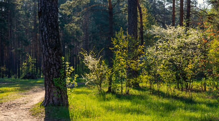 Nice sunny morning. The rays of the sun play in the branches of the trees. Nice walk in nature.