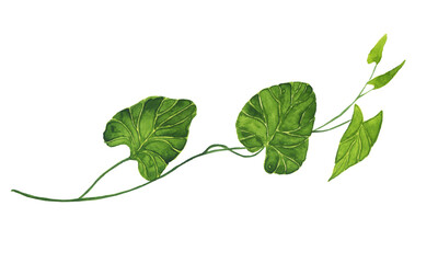 Leaves of morning glory isolated on white background. Watercolor hand drawing illustration. Perfect for print and design.