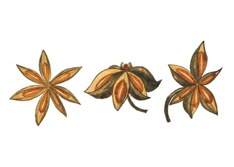 Set of anise star spice isolated on white background. Watercolor hand drawing illustration. Collection of elements seed for cooking.