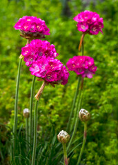 armeria alpin flowers