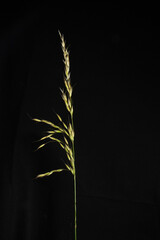 single grass seed head with white light and isolated on a black background