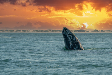 grey whale while hopping spying outside the sea at sunset - Powered by Adobe
