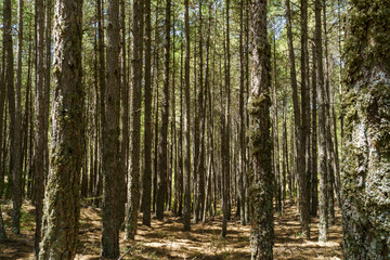 Tree trunks in a forest in natural park of "Cazorla, Segura y Las Villas" - Spain