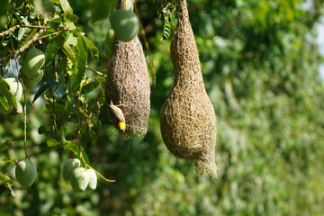 Weaver Bird or Birds nest on mango trees in the midst of nature.