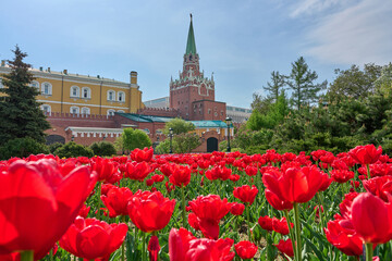 Moscow, Alexander Garden, landscape with blooming flowers and view at tower of Moscow Kremlin.