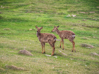 Two dirty deer fawns in an open meadow in summer.