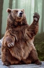 Grizzly bear sitting while waving with its paw.