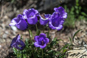 Campanule alpestre en été , alpage dans les Alpes