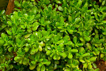 Close-up leaves of Crassula Ovata (also known as Jade Plant, Lucky Plant, Money Plant or Money...
