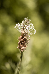 bee on thistle