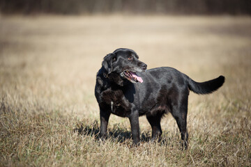 Black dog from animal shelter. This dog has been dumped and  now he posing during a regular walk. Black dogs are not a favorite but this dog is waiting for adopters