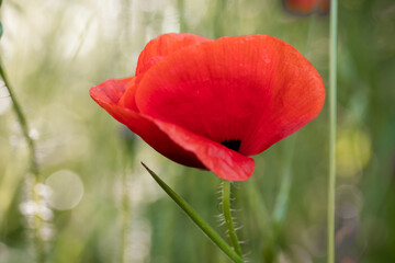 Fototapeta premium red poppy in the field