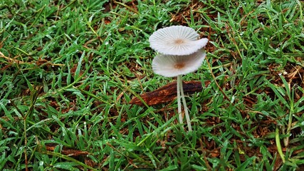 mushroom on the grass - Powered by Adobe