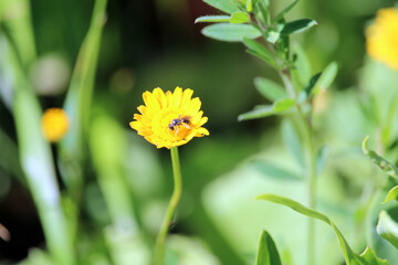Insetto dittero Sirfide Syrphidae impollinatore e fiore giallo