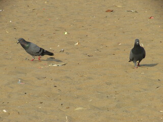 pigeons on the beach